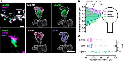 nArgBP2 together with GKAP and SHANK3 forms a dynamic layered structure